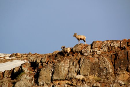 Bighorn Sheep photo