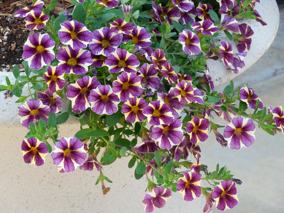Plant nature blossom
