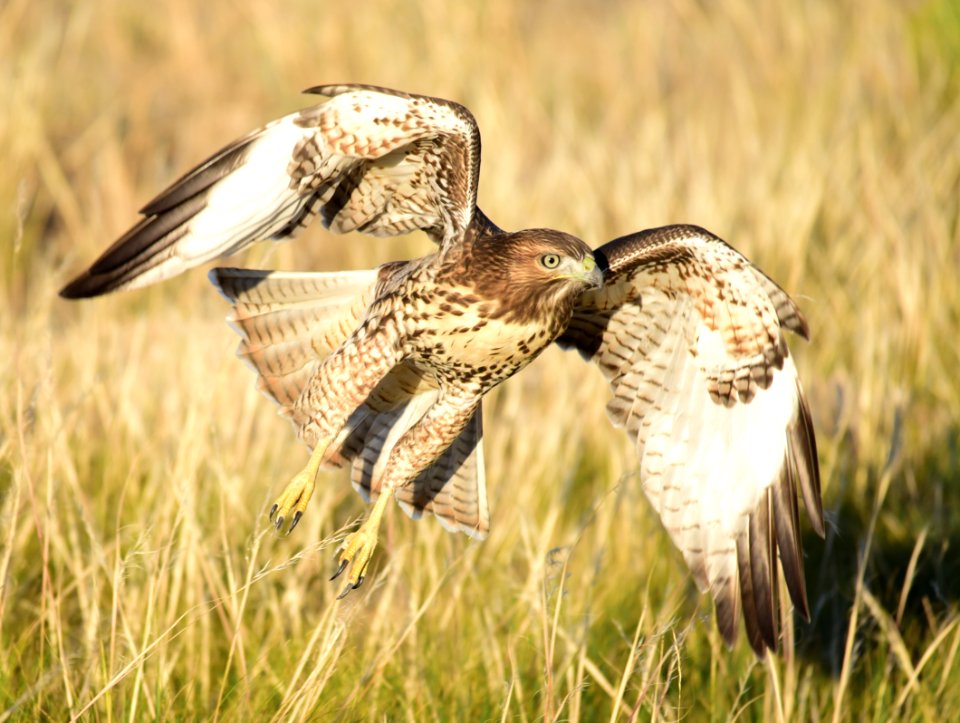 Juvenile red-tailed hawk at Seedskadee National Wildlife Refuge