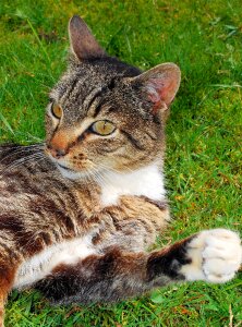 Close up domestic cat graceful photo