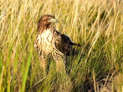 Juvenile red-tailed hawk at Seedskadee National Wildlife Refuge