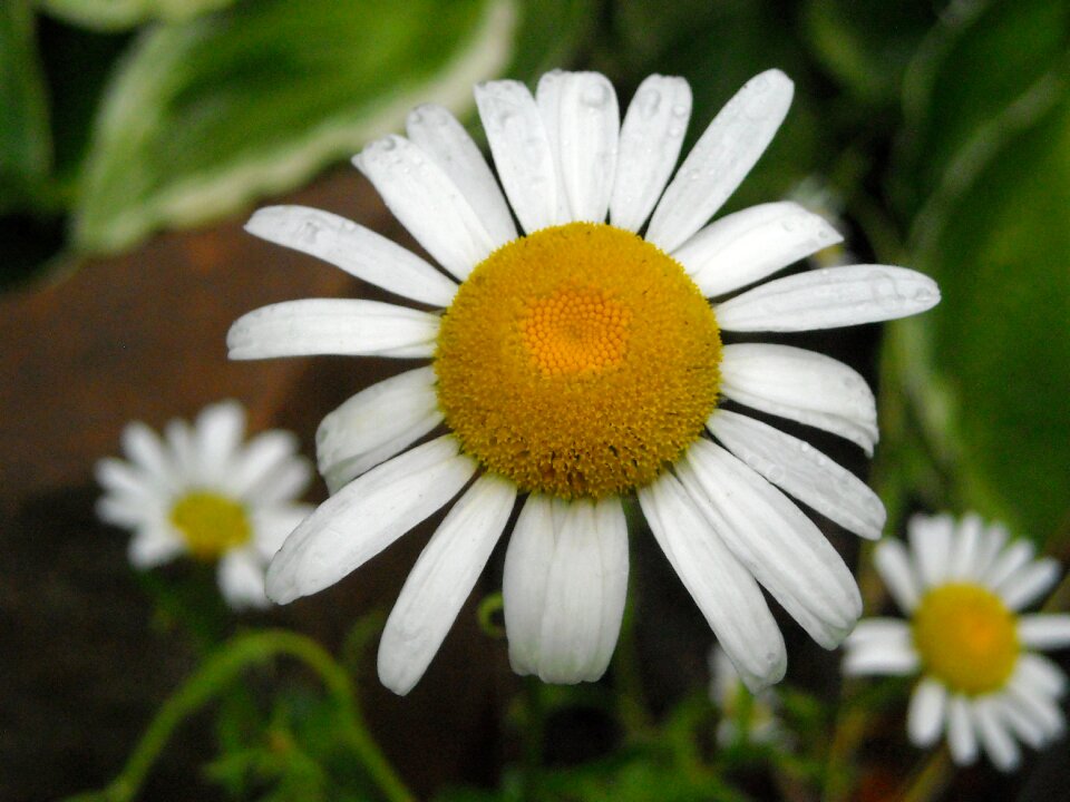 Spring white floral