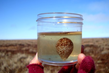 Shorebid egg research-CAKR photo