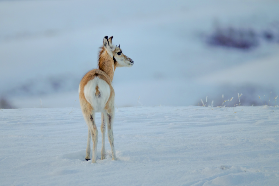 Pronghorn