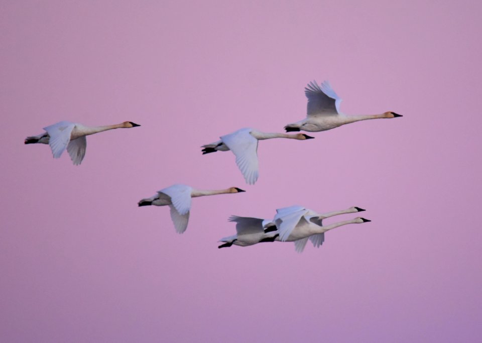 Trumpeter swans at LaCreek National Wildlife Refuge