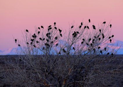 Red-winged blackbirds return to on Seedskadee National Wildlife Refuge