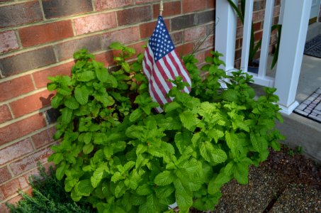 Patriotic mint patch