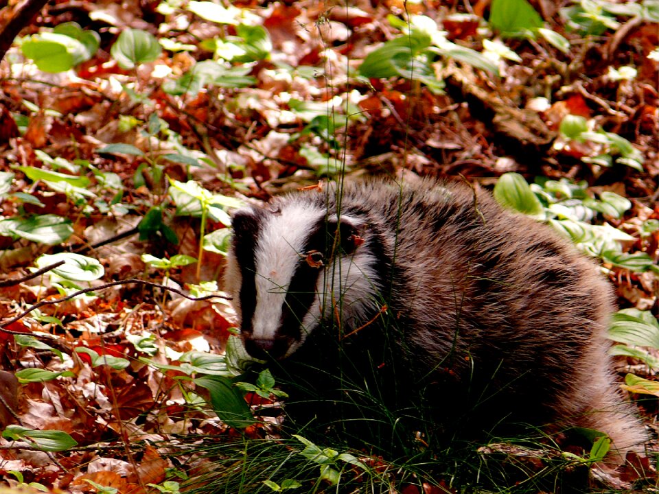 Nature animal forest floor
