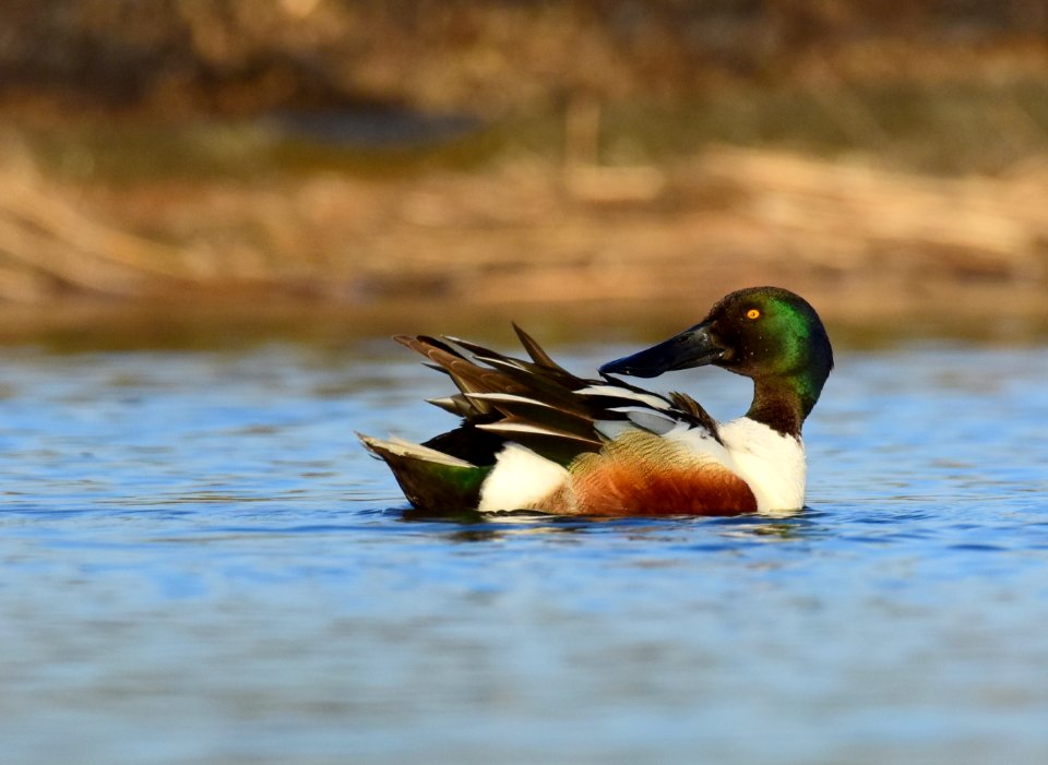 Northern shoveler at LaCreek National Wildlife Refuge