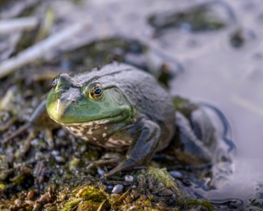 American bullfrog on pond edge photo