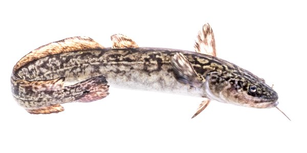 Burbot (Lota lota) photo