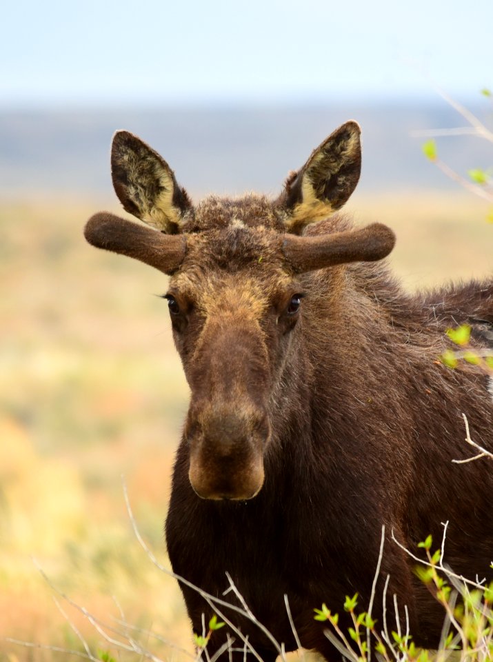 Moose at Seedskadee National Wildlife Refuge