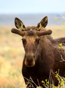 Moose at Seedskadee National Wildlife Refuge