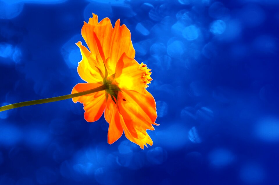 Beauty flower marigold