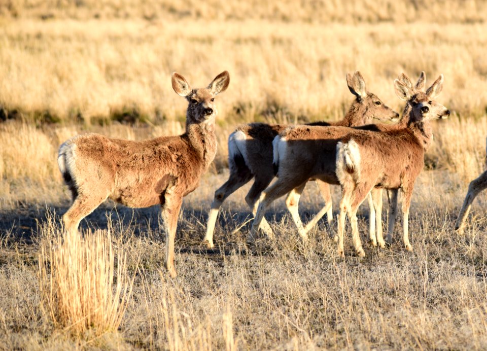 Mule deer at Seedskadee National Wildlife Refuge