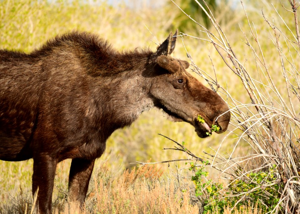 Moose at Seedskadee National Wildlife Refuge