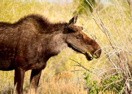 Moose at Seedskadee National Wildlife Refuge