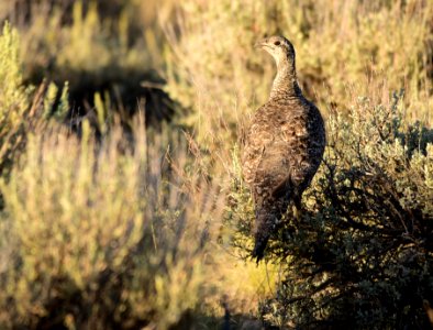Greater sage-grouse at Seedskadee National Wildlife Refuge