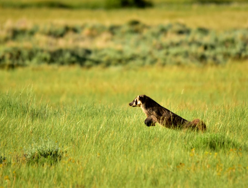 American badger at Arapaho National Wildlife Refuge