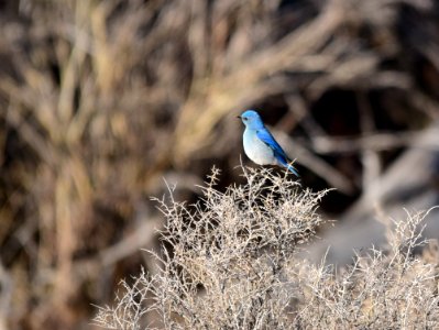 Mountain bluebird at Seedskadee National Wildlife Refuge