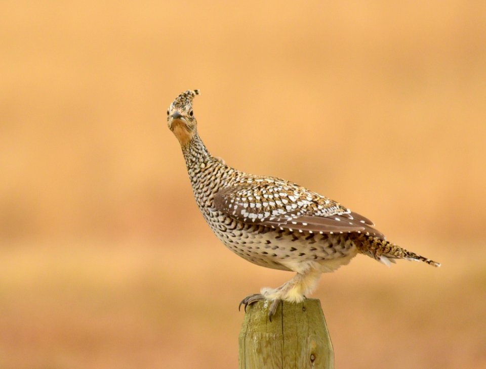 Sharp-tailed grouse at LaCreek National Wildlife Refuge