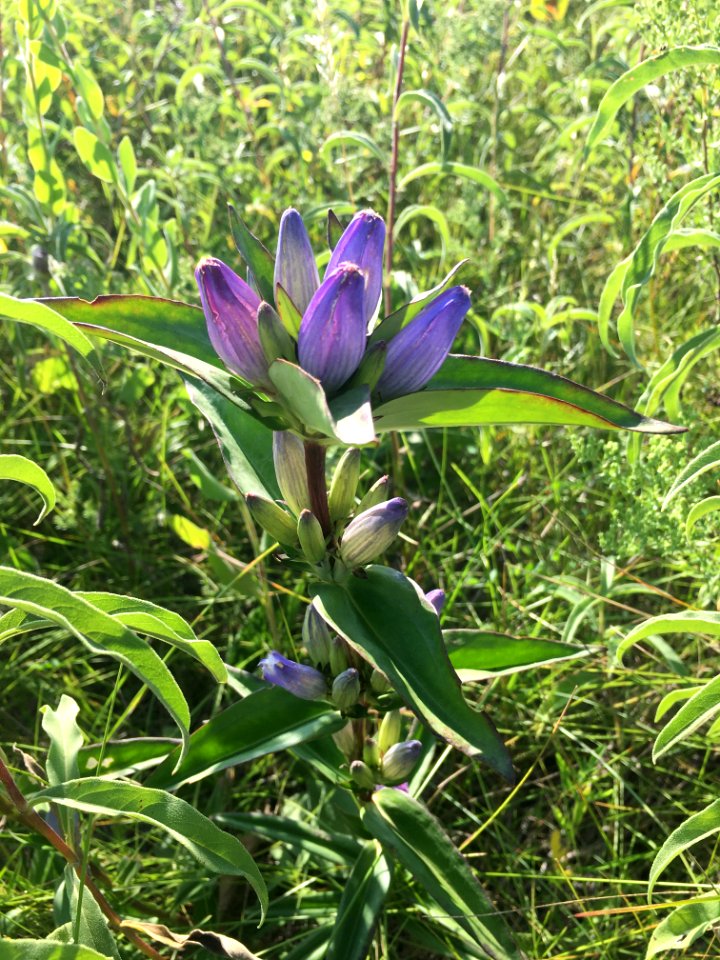 Closed Bottle Gentian