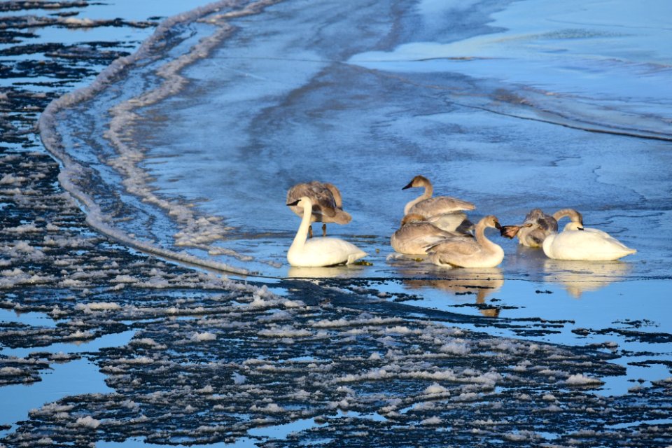 Trumpeter swans at Seedskadee National Wildlife Refuge
