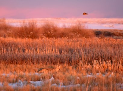 Coyote at Seedskadee National Wildlife Refuge photo