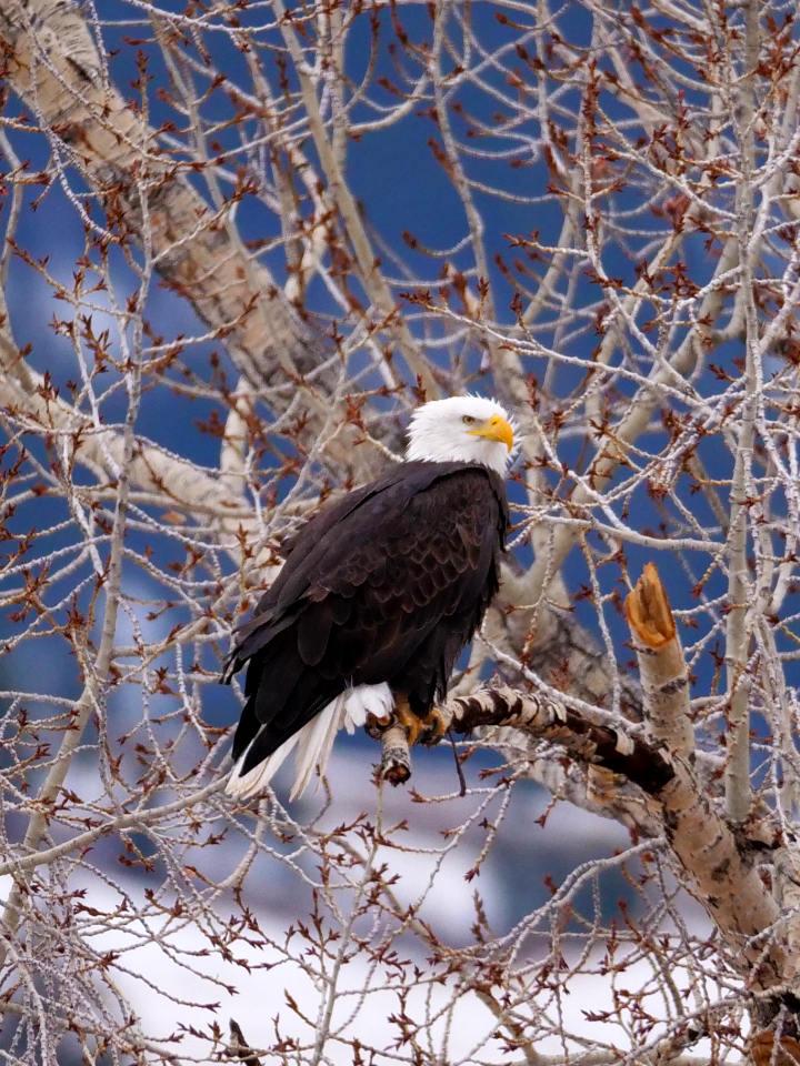 Bald Eagle