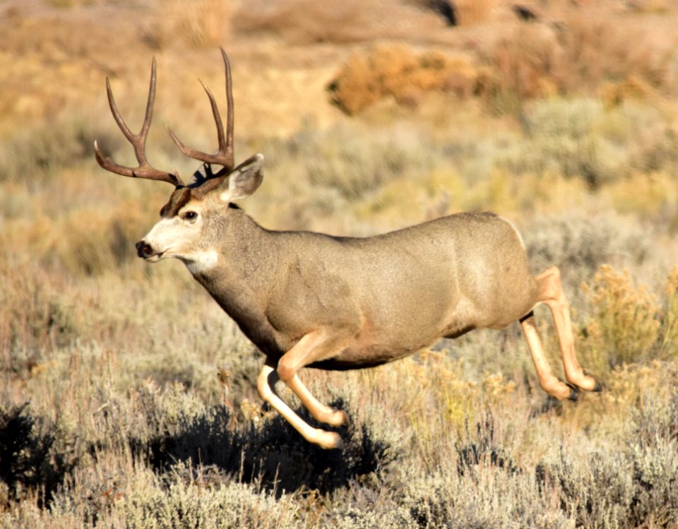 Mule deer buck at Seedskadee National Wildlife Refuge