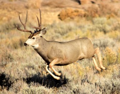 Mule deer buck at Seedskadee National Wildlife Refuge
