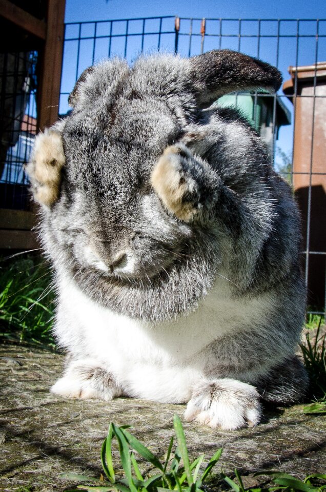 Animal bunny cute