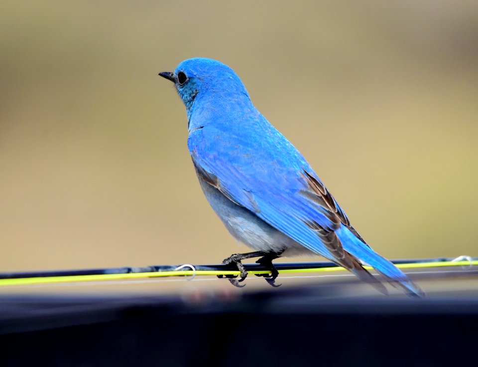 Mountain bluebird at Seedskadee National Wildlife Refuge