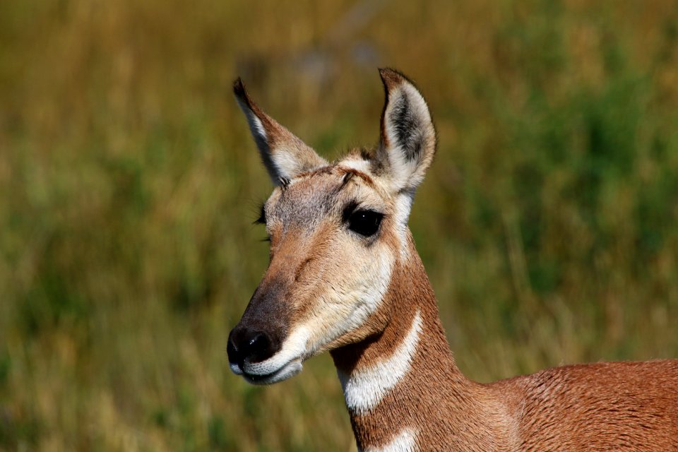 Pronghorn