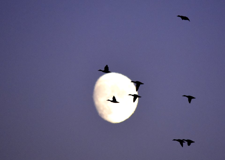 Twilight Mallards
