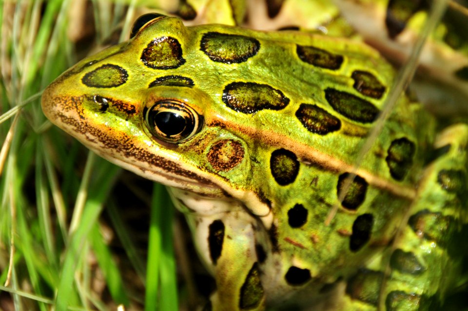 Leopard Frog at Sand Lake Wetland Management District in South Dakota