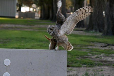 Great Horned Owl