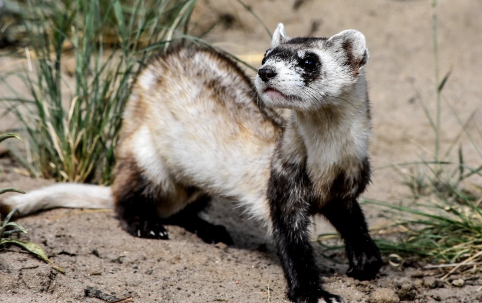 Elisa Dahlberg- Ferret- Chigger (2)