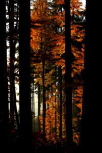Fire Fall II.