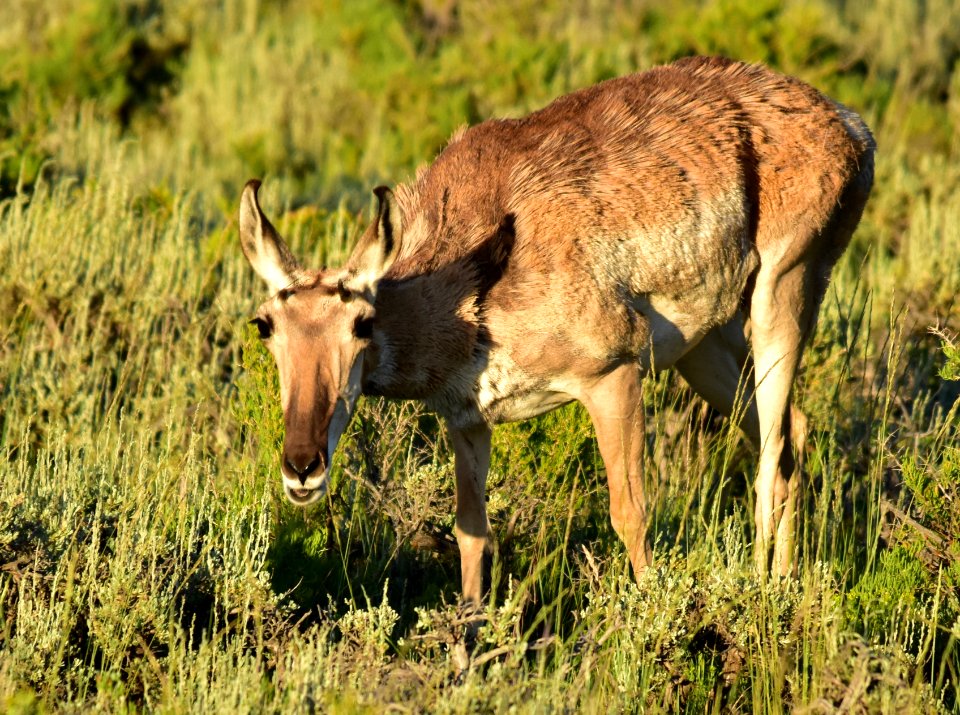 Pronghorn at Arapaho National Wildlife Refuge