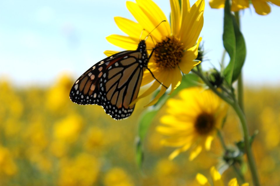 Monarch on Maximilian
