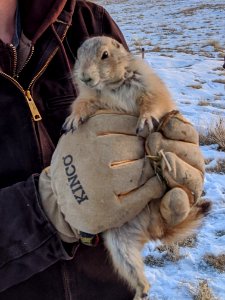 Prairie Dog posing photo