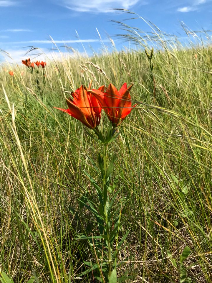 Wood Lily (Lilium philadelphicum)