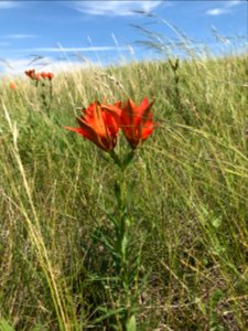 Wood Lily (Lilium philadelphicum) photo