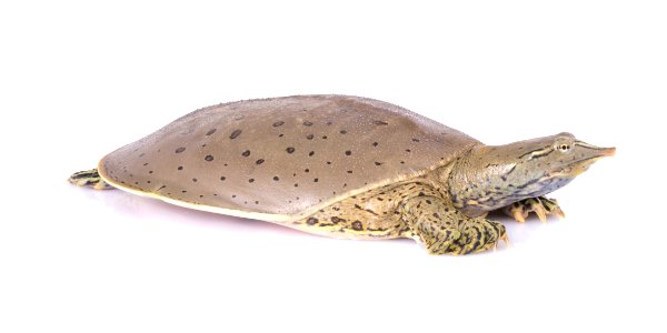Spiny softshell turtle photo