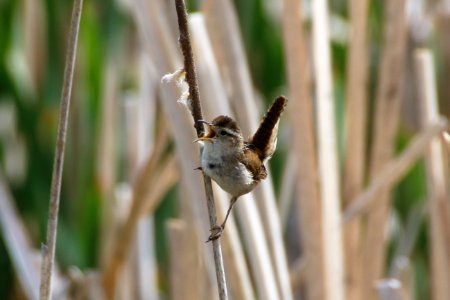 Marsh Wren photo