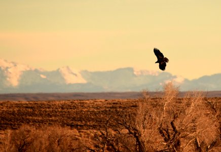 Bald eagle at Seedskadee National Wildlife Refuge