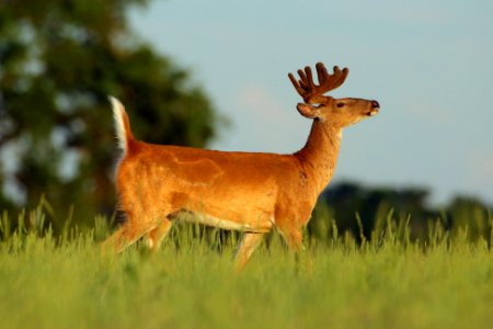White-tailed Deer Buck in Velvet photo
