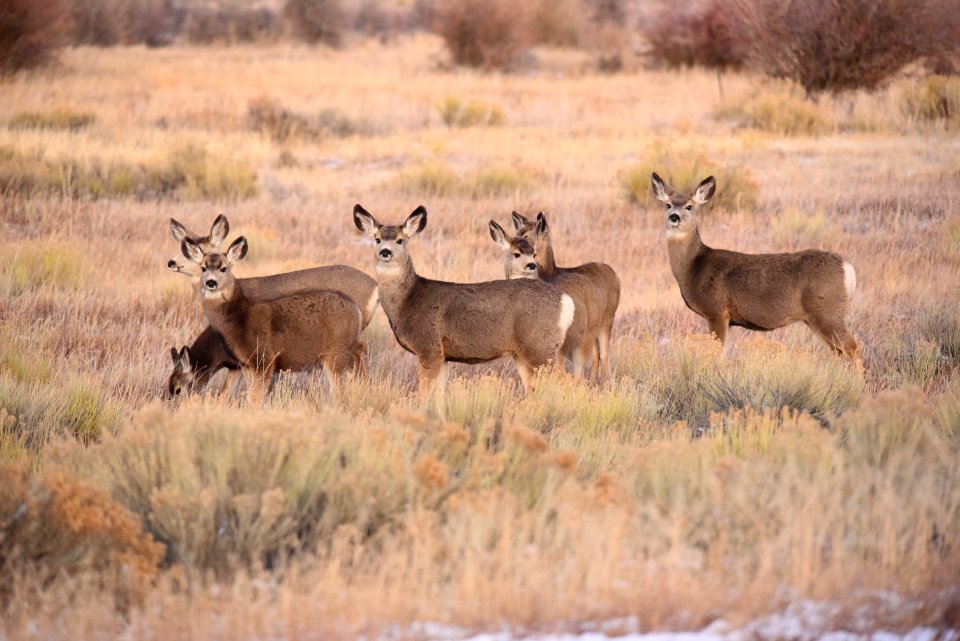 Mule deer at Seedskadee National Wildlife Refuge