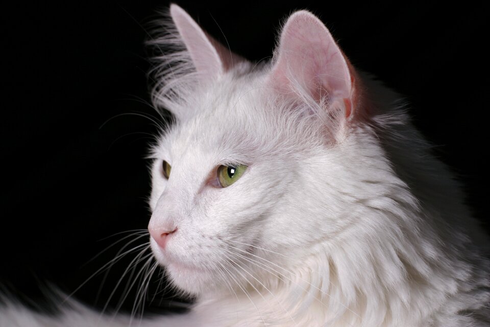 White thoroughbred pet